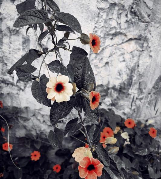 WTA1000迈阿密网球公开赛即将正赛开打！萨巴伦卡+郑钦文等领衔出战，中国