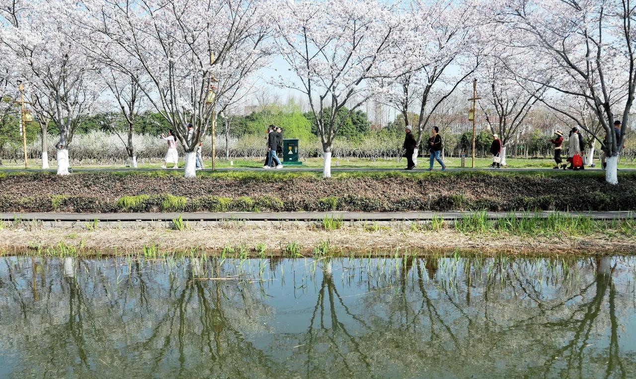 这里不是武汉东湖，也不是无锡鼋头渚，而是湖州长田漾湿地樱花季，拍摄时间为3月24