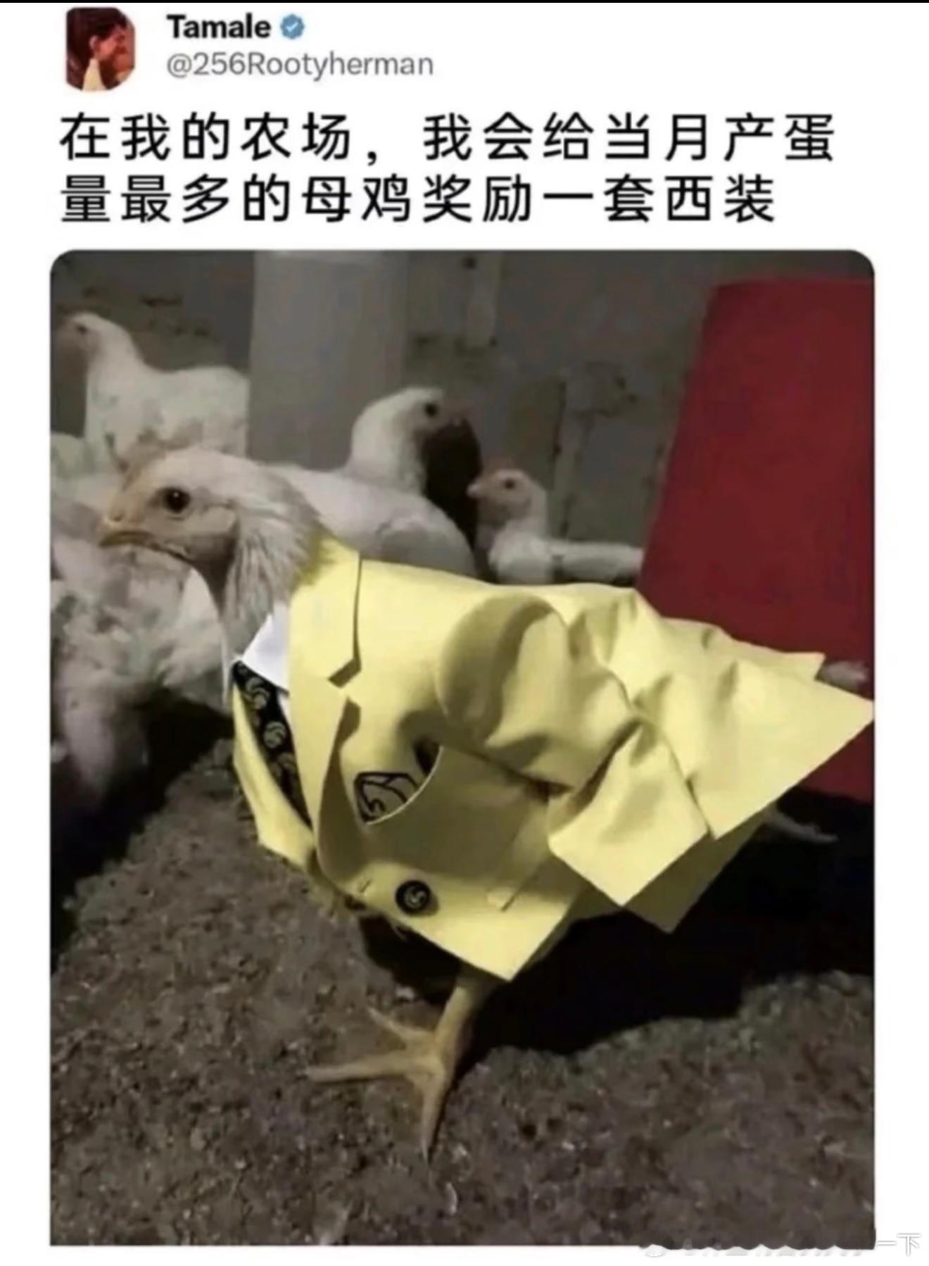 7096鸡：为了西装加油​​​
