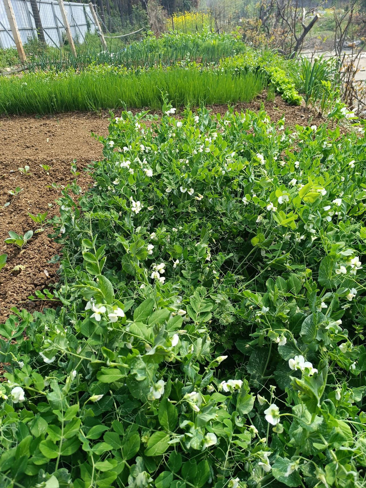 人到老年，要吃健康的食物一、粗细搭配，常吃粗茶淡饭，吃多种杂粮，米饭吃有机三