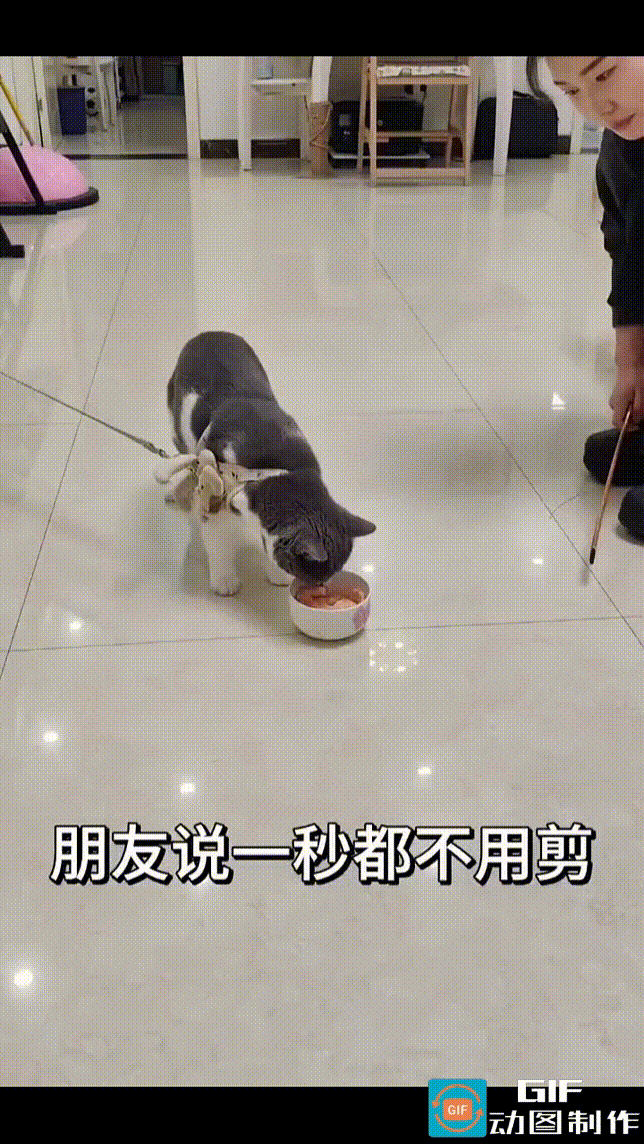 猫咪津津有味地吃着虾仁，女子却用棍子将猫碗扒开。猫咪伸手将碗扒回来，女子又扒过去