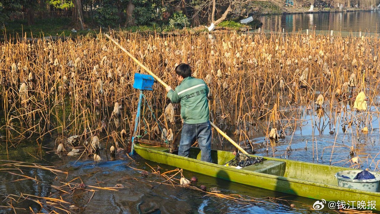 #西湖残荷清理启动#，想观赏残荷请抓紧时间