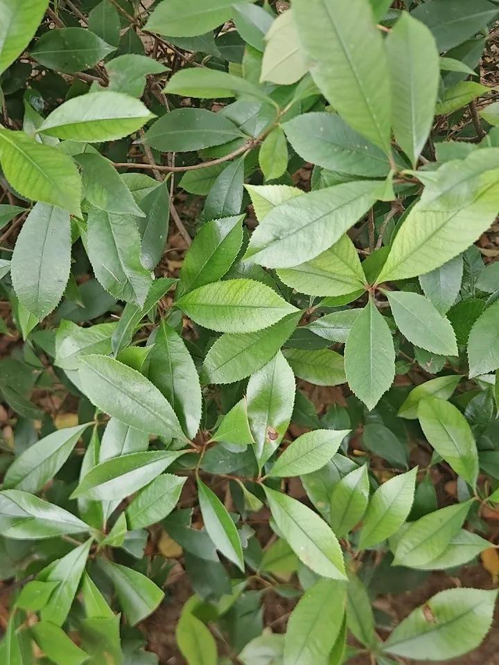 我能与闺蜜的老公单独去喝茶吗?我觉得最好别和闺蜜的老公单独去喝茶。之前有个人和