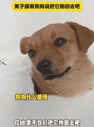 估计是被主人遗弃了，善良的大哥立刻心生怜悯，于是上前摸着它的头问它愿不愿意跟自己