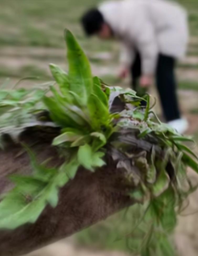 陕西一女孩和第一次见面的相亲对象去挖野菜，结果挖的野菜全让男方带走了，女孩等了一