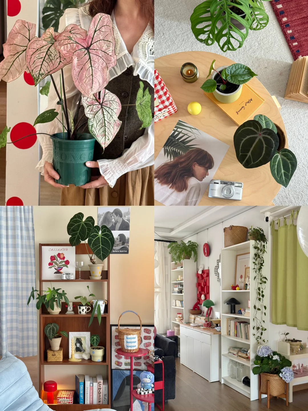 at home：家里那些好看又好养的植物们