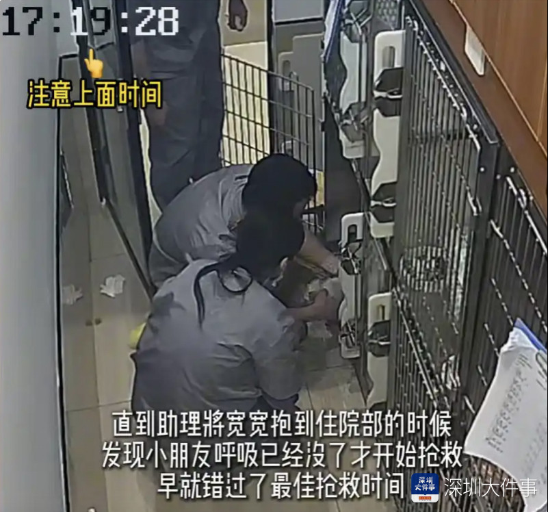 深圳网红小猫宽宽医疗事故离世，宠物医院停业整顿，院长被撤职