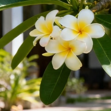 0000鸡蛋花种植1.盆土选择：建议使用疏松透气的砂质土壤，可按园土、腐叶土、