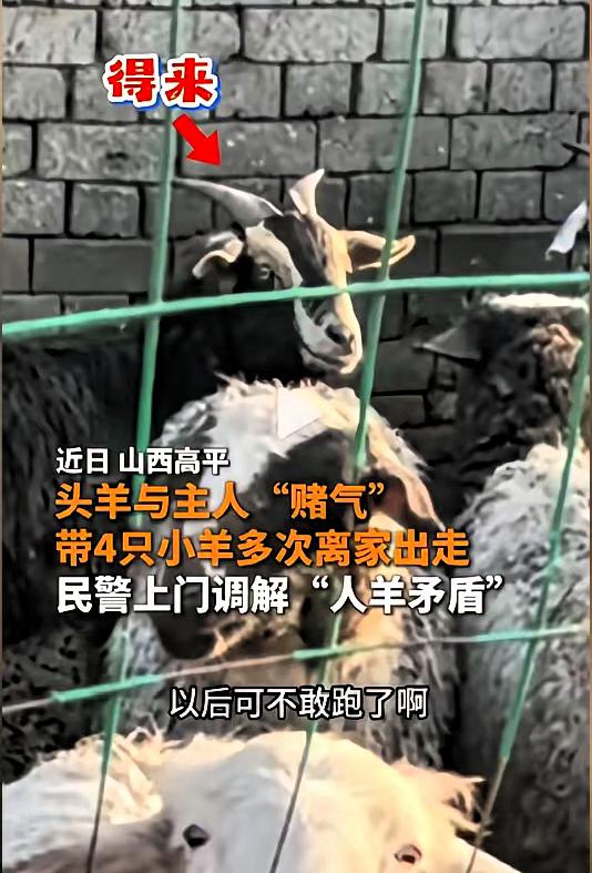 脾气还不小！山西高平，一头名叫“得来”的头羊，因为和主人闹了矛盾，一气之下，带领