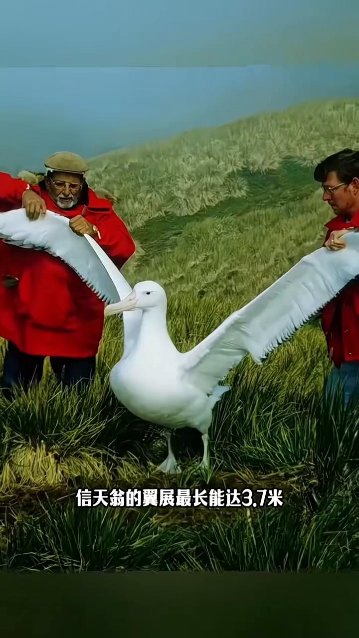 有人问信天翁真的能飞一年不落地吗？答案是真的。它可不像其他鸟类那样靠扇翅膀硬撑，