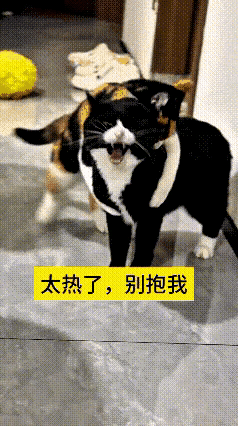 反复看了几遍这段视频，画面特别有意思。花猫主动凑过去想要挨着黑猫，黑猫一直张着嘴