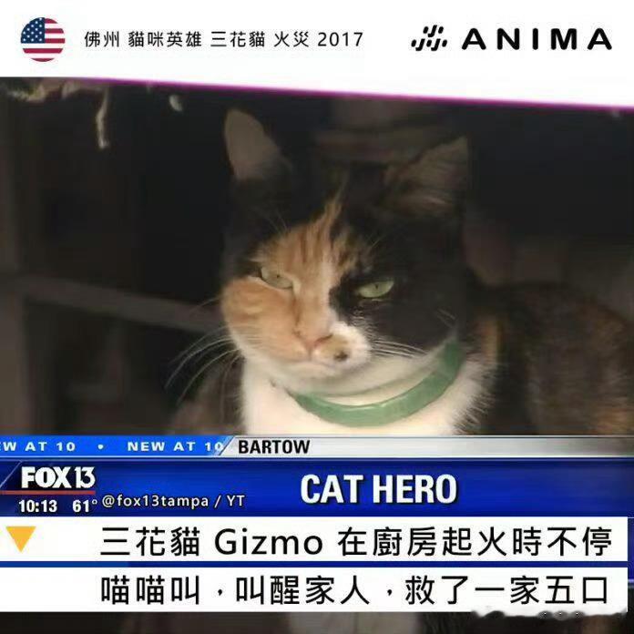 长得不像好人（猫）是种什么体验