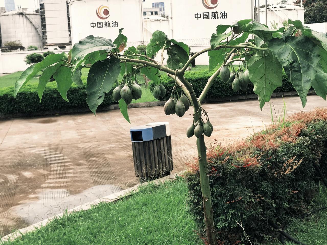 这是什么水果，还是蔬菜呢!，是木本植物还是草本植物，好漂亮哦！第一次见到过！