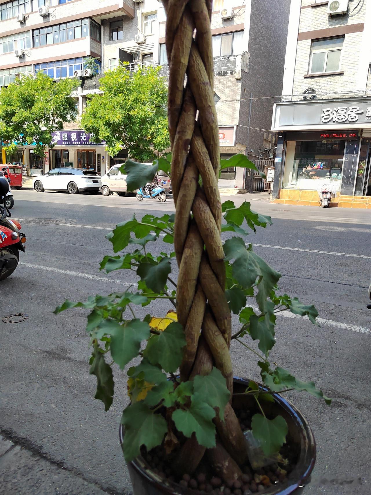 赞同不赞同都不管用，现在城市里养狗的忒多了！就说我们楼道里吧，养狗的就有两家。