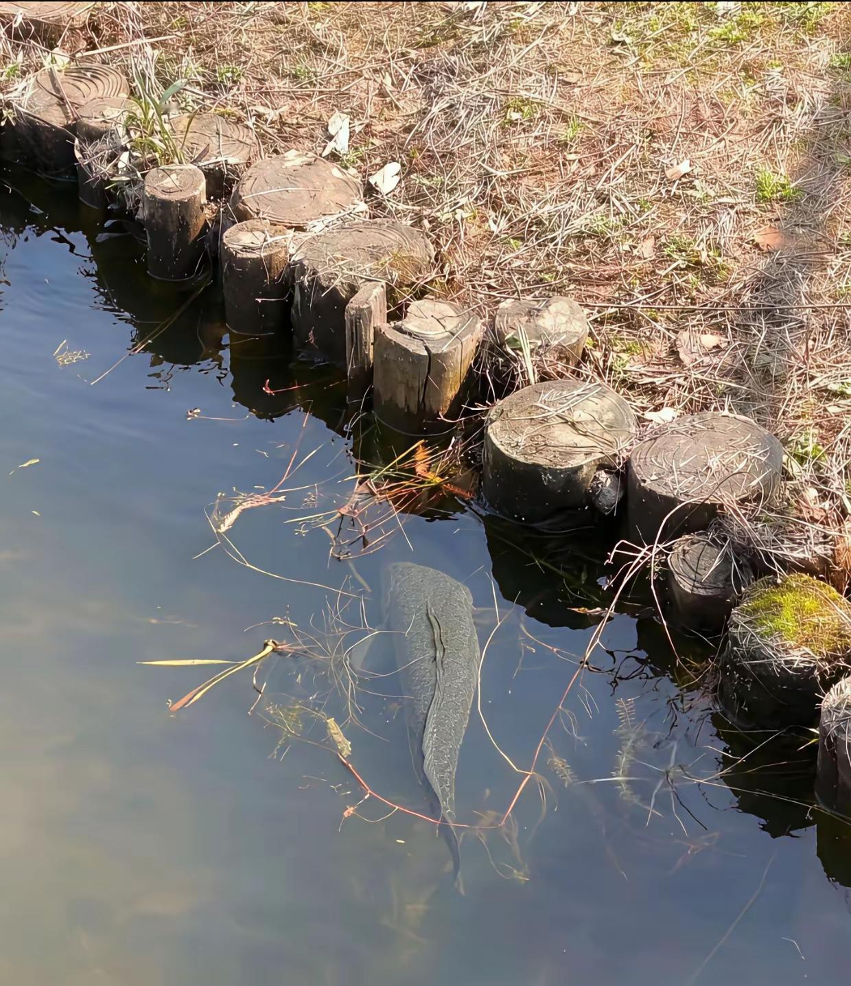 这是野生的，好吃，这是我做“水煮鱼”的理想食材。
