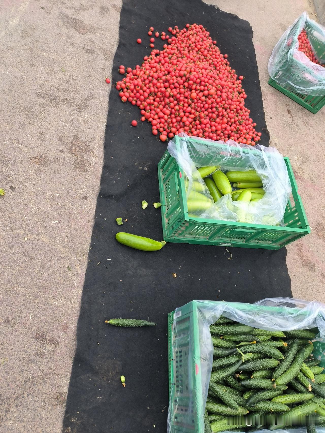 前两天太暖和了，根本就不像三九天，不过从昨天开始，北风逐渐刺骨起来。现在大家都比