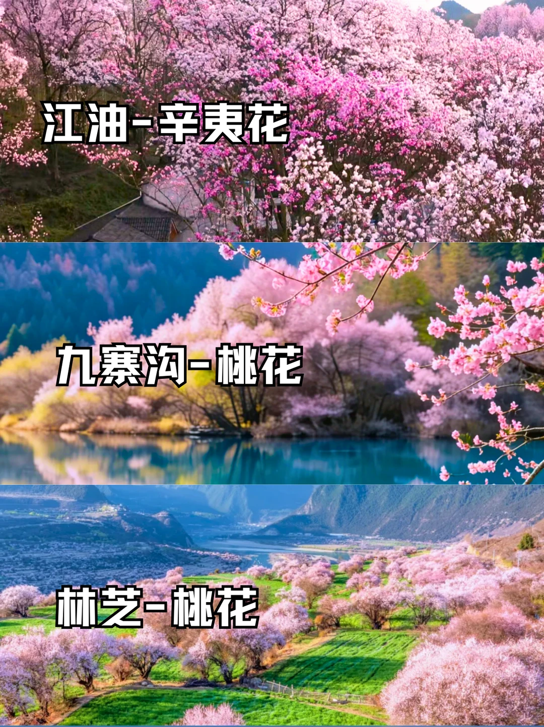 川西3-4月赏花 藏王寨+九寨沟+林芝封神攻略