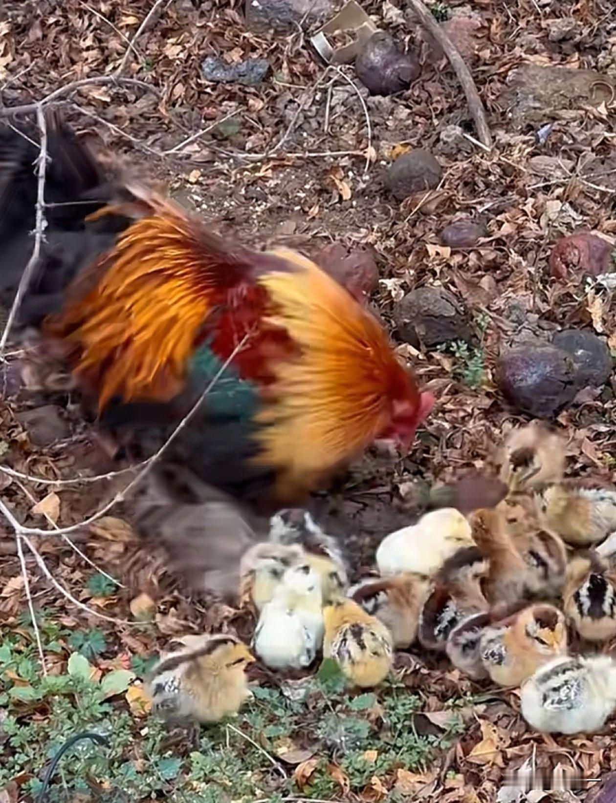 公鸡也会带仔。一窝鸡仔出壳3天，鸡妈妈突然母性全无，撂挑子不干了，丢下毛绒绒