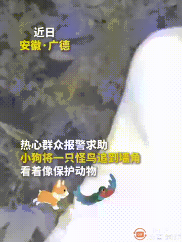 安徽宣城广德一名男子打电话报警，表示路边有一只小狗追着一只怪鸟，还把怪鸟逼到了墙