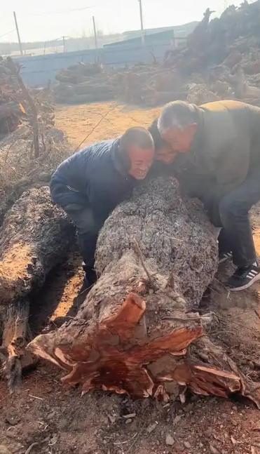 为什么枣木不能当柴烧？一位60岁的护林员告诉我，大部分树木死后都能当柴火烧，唯独