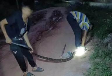 2023年，广西一对父子，听闻田里有大蛇，以为是五无毒“水南蛇”竟徒手去捉捕，万