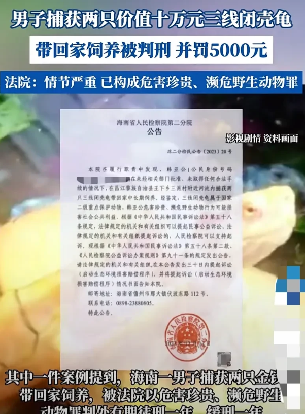 “仅仅饲养也不行？”海南，一男子在河边逮了2只小乌龟，带回家中饲养，结果悲剧了，