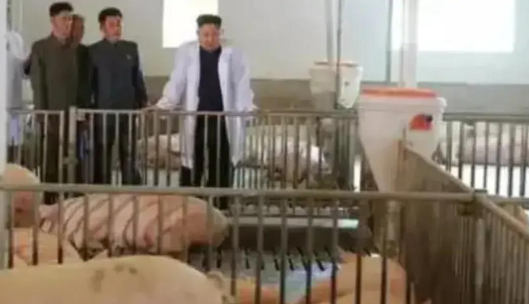 为什么朝鲜人很少吃猪肉呢？因为猪肉在朝鲜非常稀缺，在朝鲜能吃上猪肉的人“非富即
