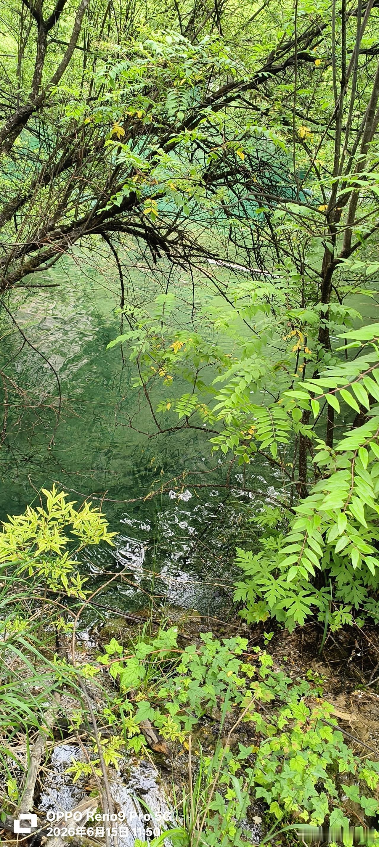 见过万千山水，唯独九寨让人念念不忘走南闯北看过许多名山大川，我早已摸清大多