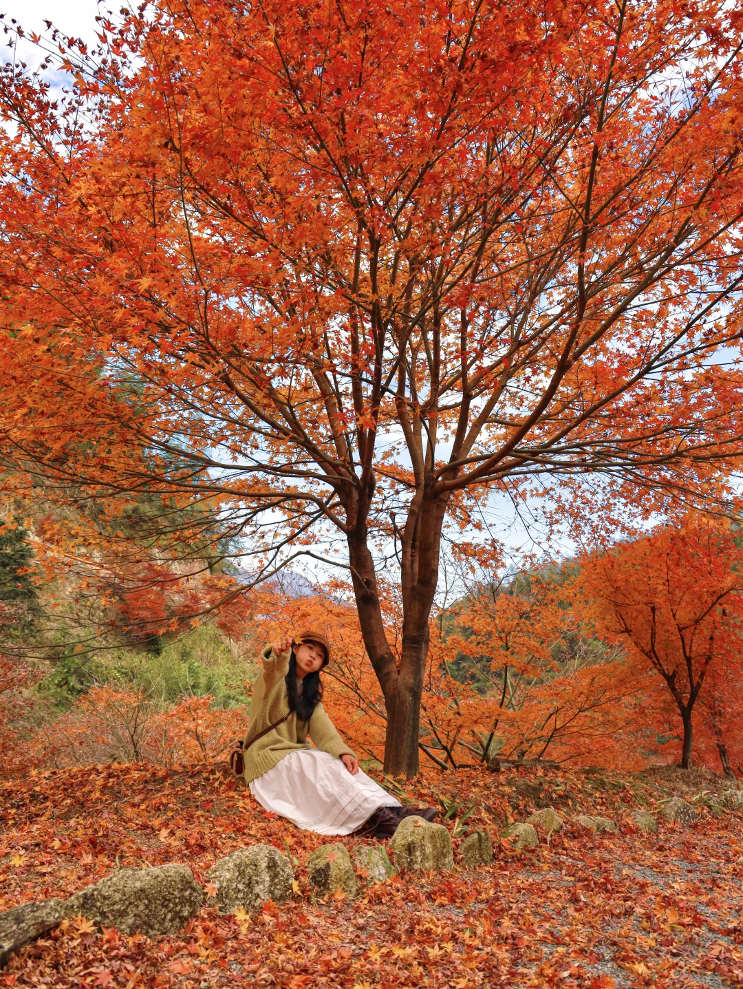 美疯啦！！广东周边漫山枫叶正红🍁12.1实拍📸