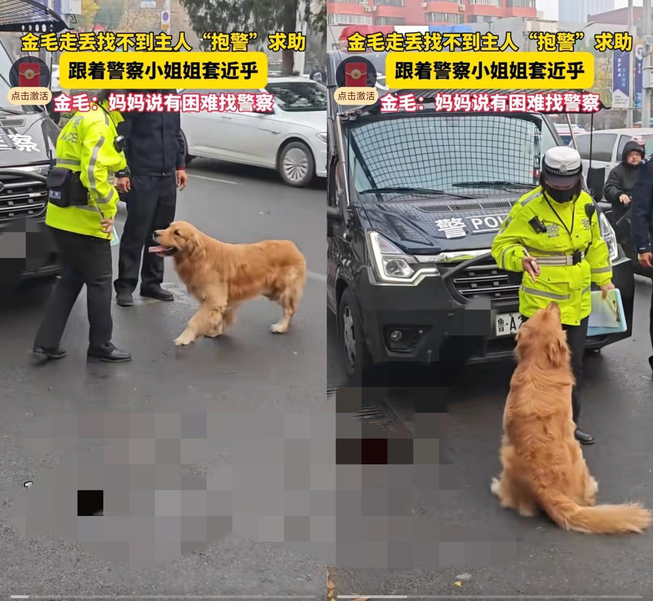 谁看哭了！金毛走丢后直奔女警抱腿求救，原来“找警察”刻进万物DNA