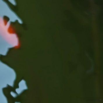 种植🌹睡莲的种植方法一、选择合适的容器睡莲需要充足的阳光和空间来生长，因此选