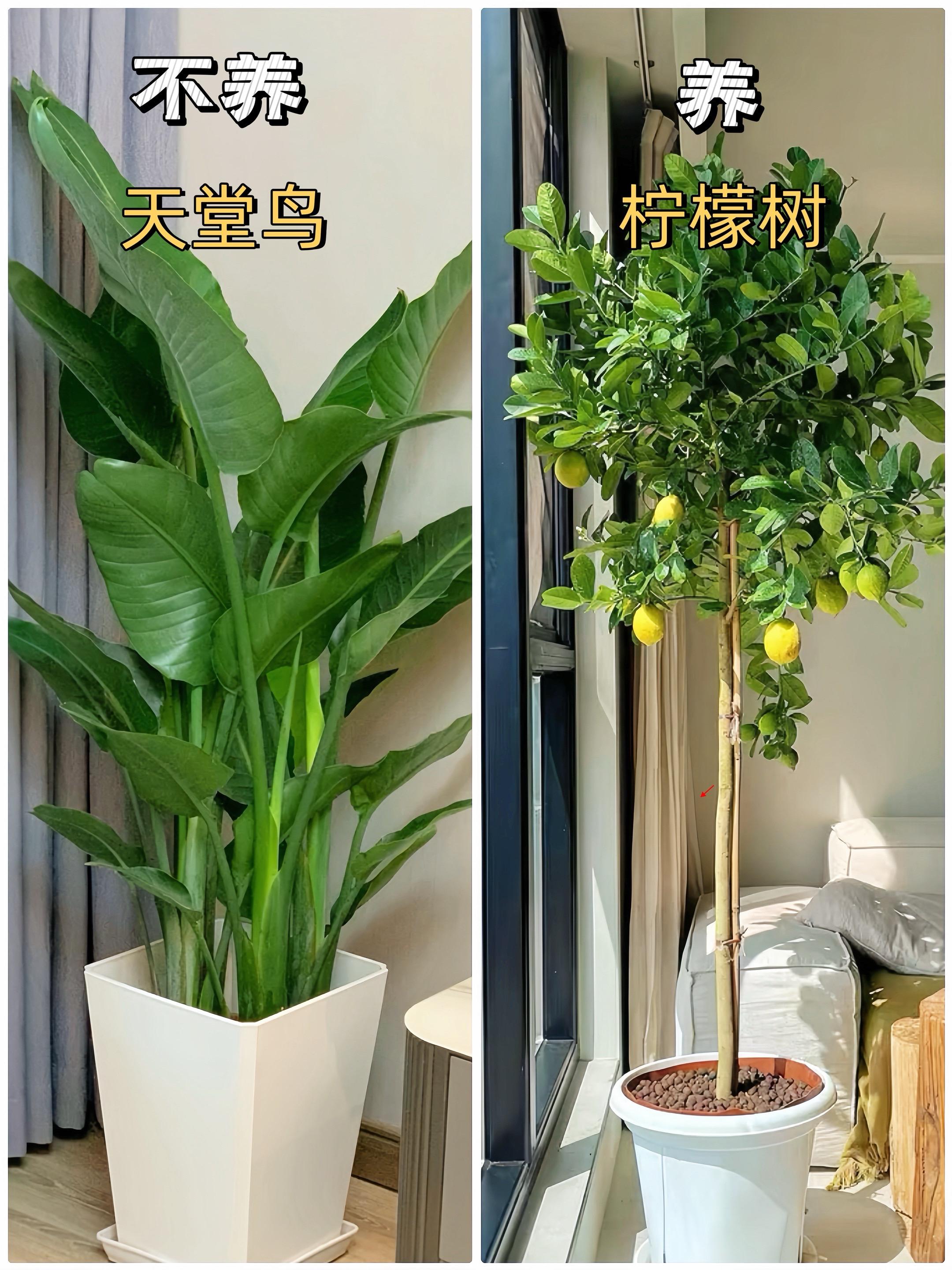 适合新家客厅摆放的9种绿植，好养易活！