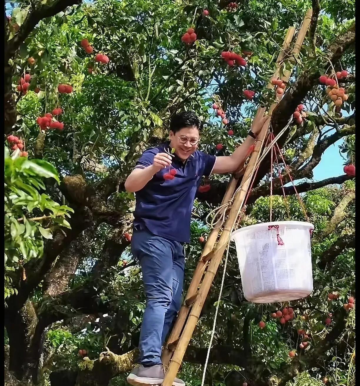 霍启刚摘荔枝，看他爬在高高的梯子上，手里拿着荔枝，脸上笑得非常开心。不得不说，他
