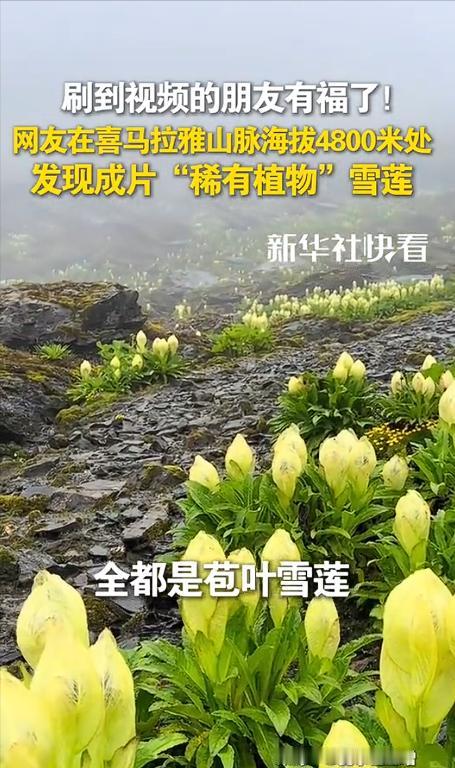 🌞9月10日，西藏，一男子独自爬喜马拉雅山，爬到海拔大约4800米时竟不想