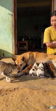 离谱！猫咪抢狗奶，仗着宠溺蛮横撒泼狗妈妈大黄正俯身喂一窝幼犬喝奶，一旁被主