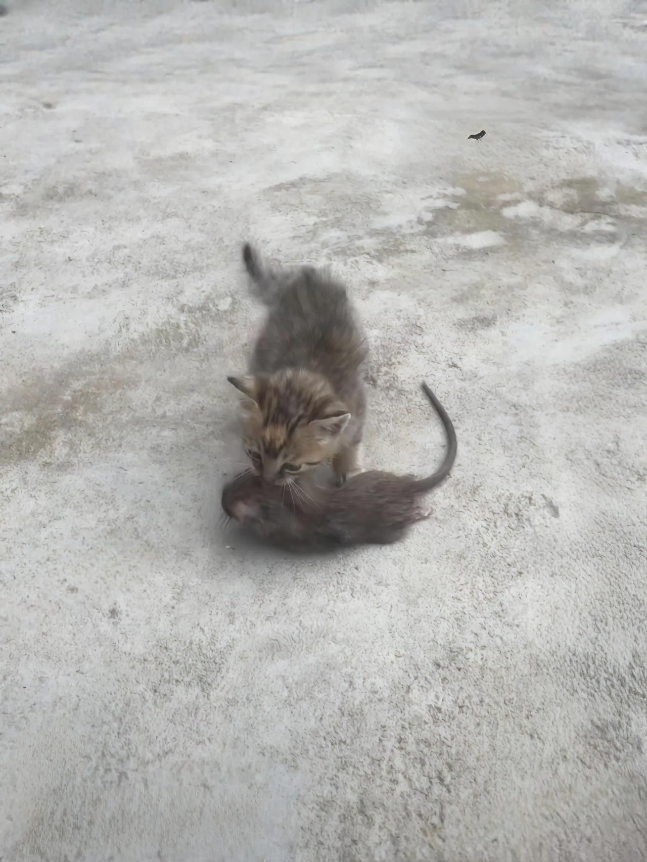 1个月大小奶猫抓到一只大老鼠，这只大老鼠大概有1岁左右既然打不过一只小奶猫，大老