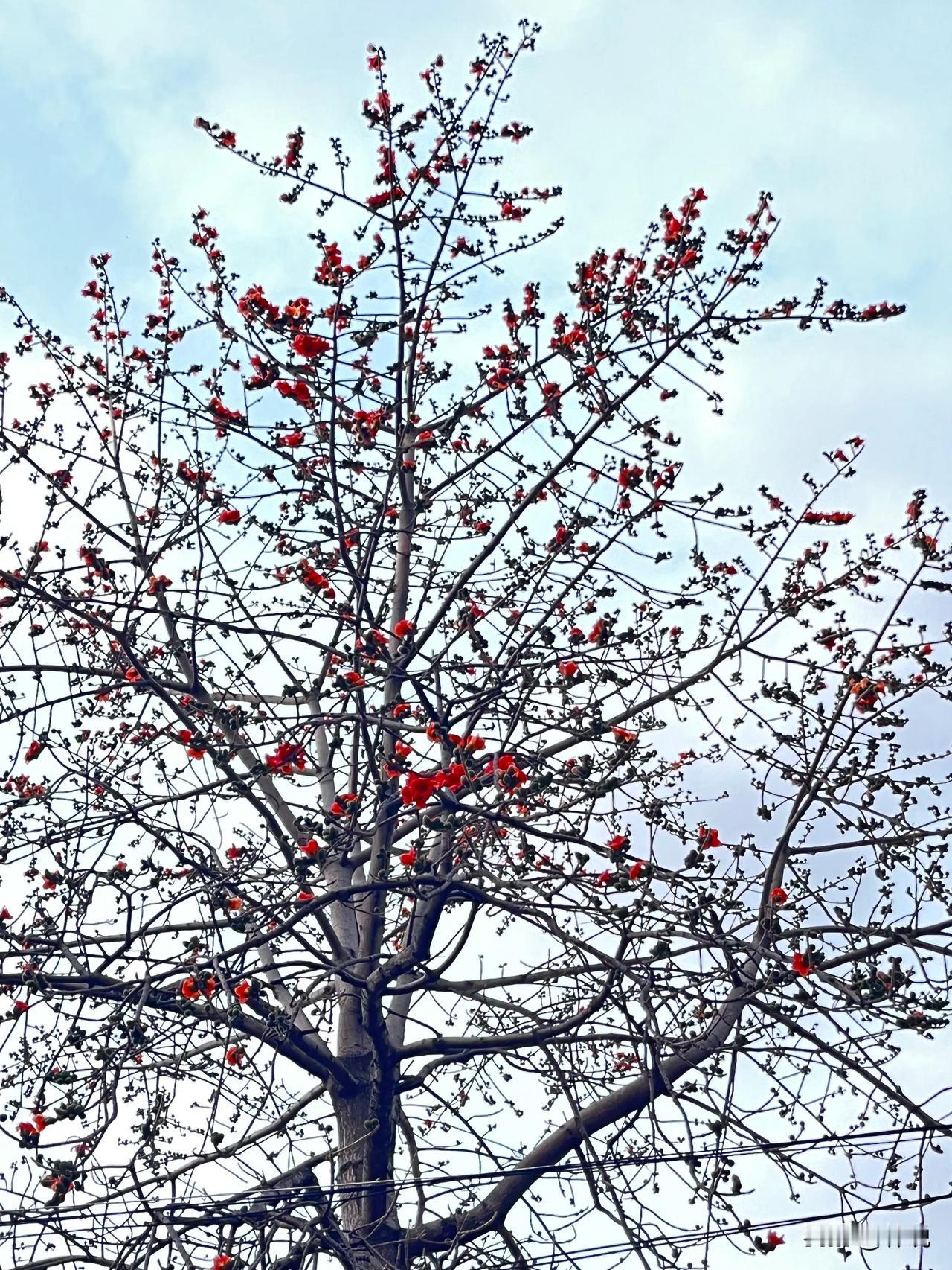 我所知道的木棉花、桃树这两种树是先开花再长叶子的你们还知道哪些树