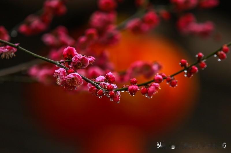 上联:红梅映雪添诗韵下联:绿竹摇风入画情