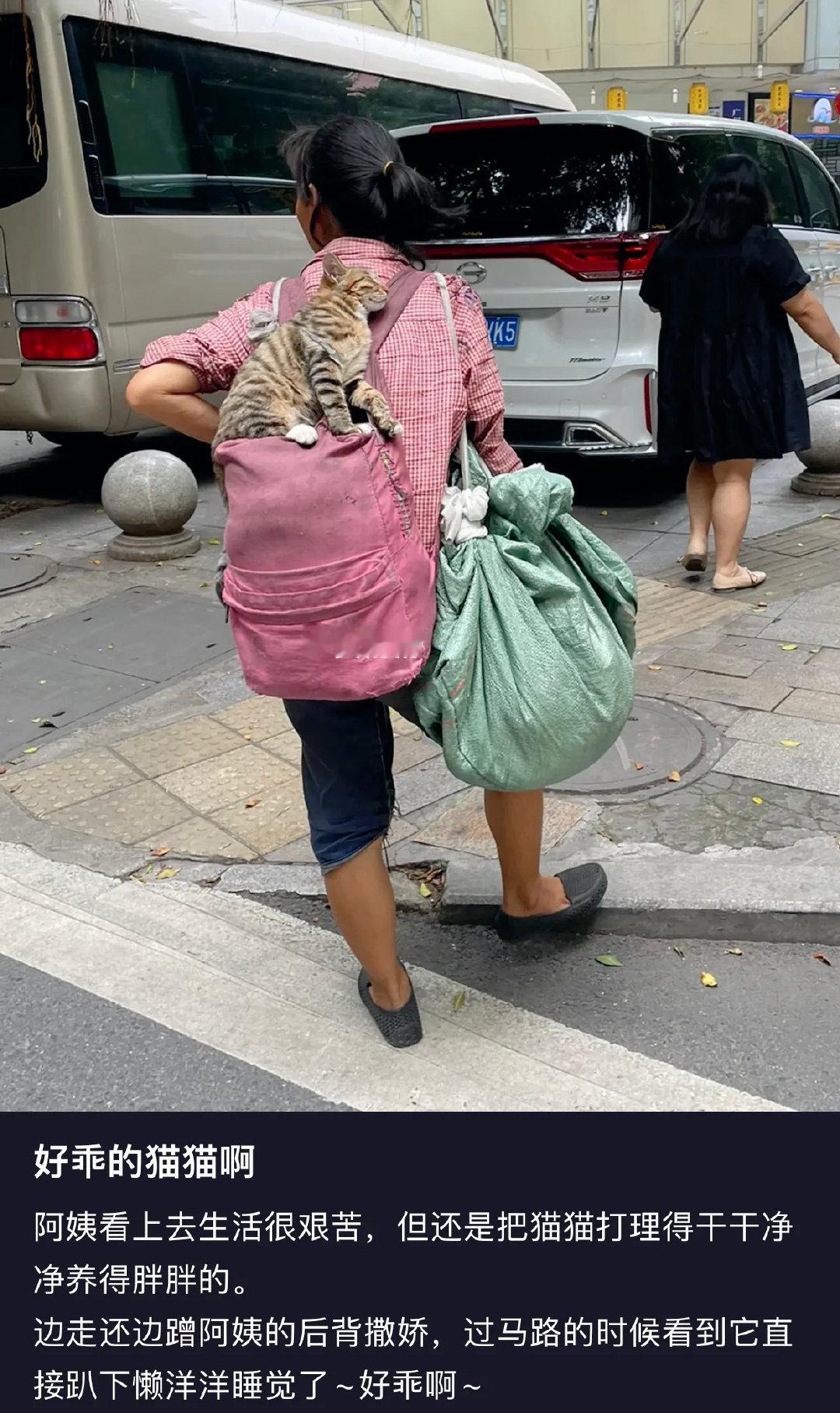 “阿姨看上去生活很艰苦，但还是把猫猫打理得干干净净的养得胖胖的。边走还边蹭阿姨的