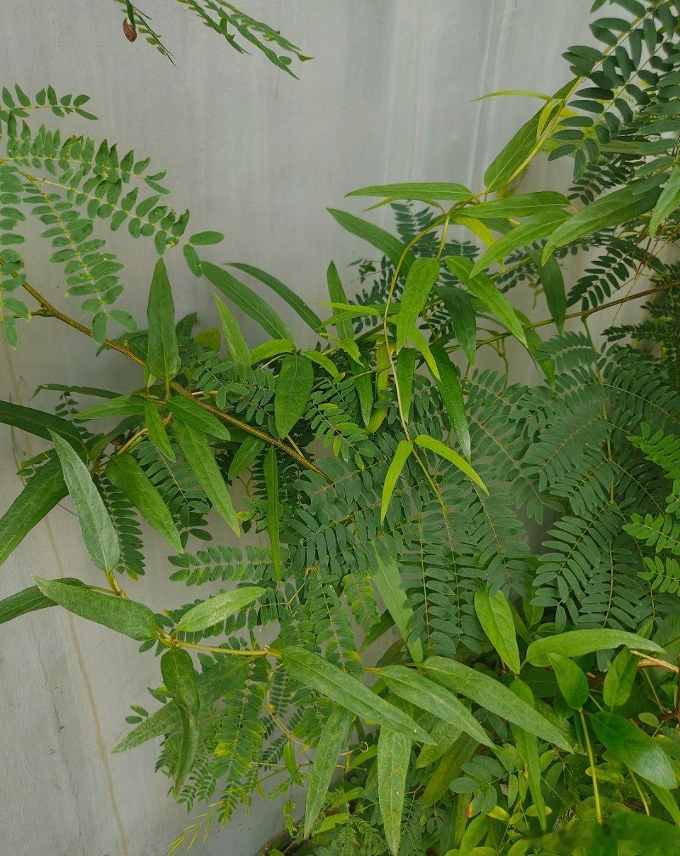 这老6……​​​