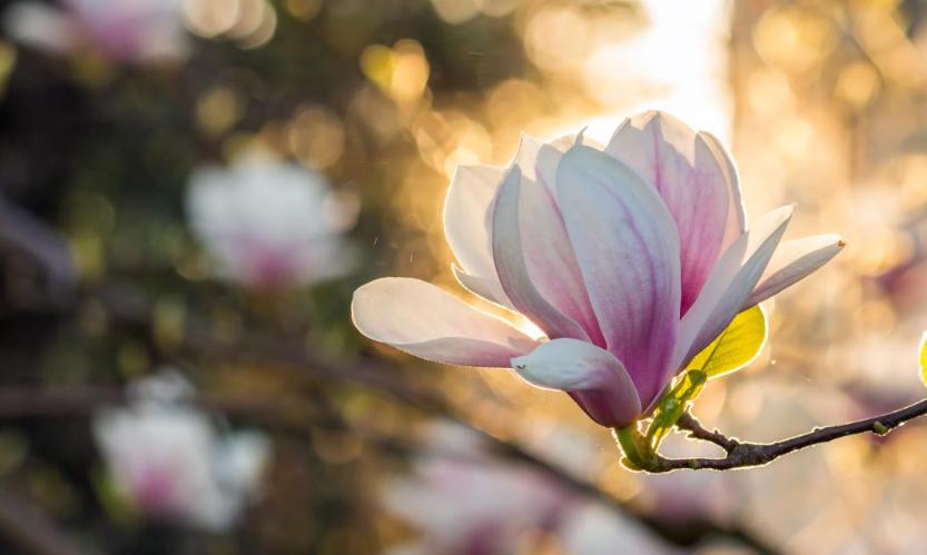 东塔寺火了！彻底的火了，谁能想到就几棵要来的花要开，都来了！可以看出沈阳人真的喜