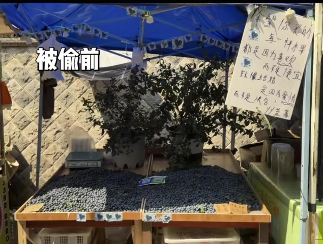 云南西双版纳一位蓝莓摊摊主，自己摊位上的蓝莓全部都被偷了！这位博主经常在自己