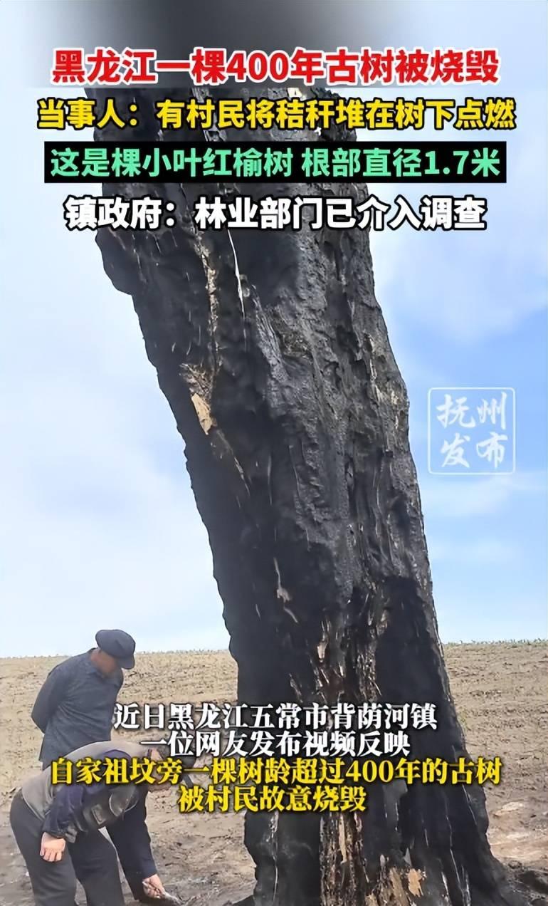 必须严惩！黑龙江五常，村民家祖坟旁长了一棵四百多年历史的大树，可村里另一个人不知
