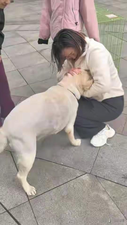 这只青岛的毛孩子，丢失三个月之后出现在了长沙，不过这时已经成为一条流浪狗了，长沙