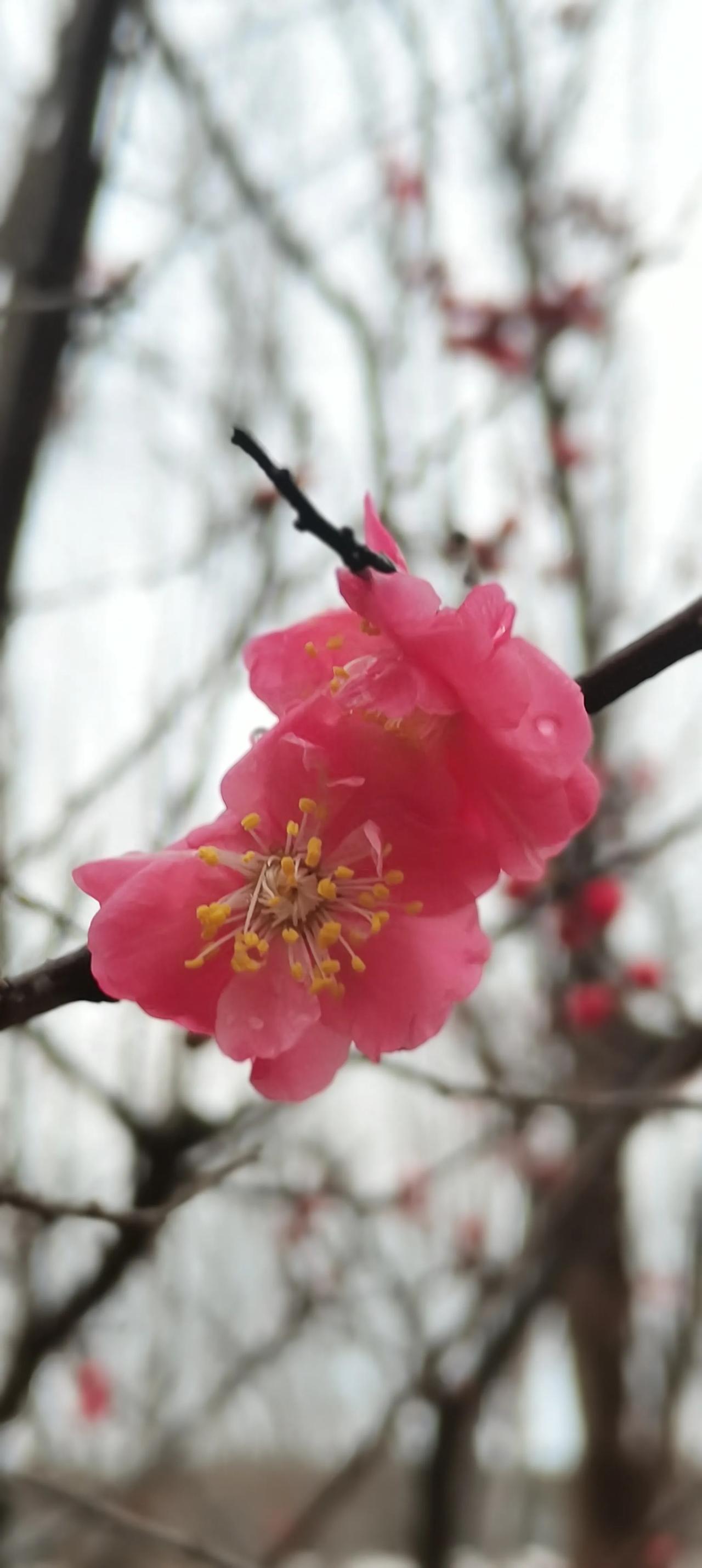 郑州雕塑公园的梅花开了，这是个赏梅的好时候。其实郑州有不少赏梅的好去处，像西流湖