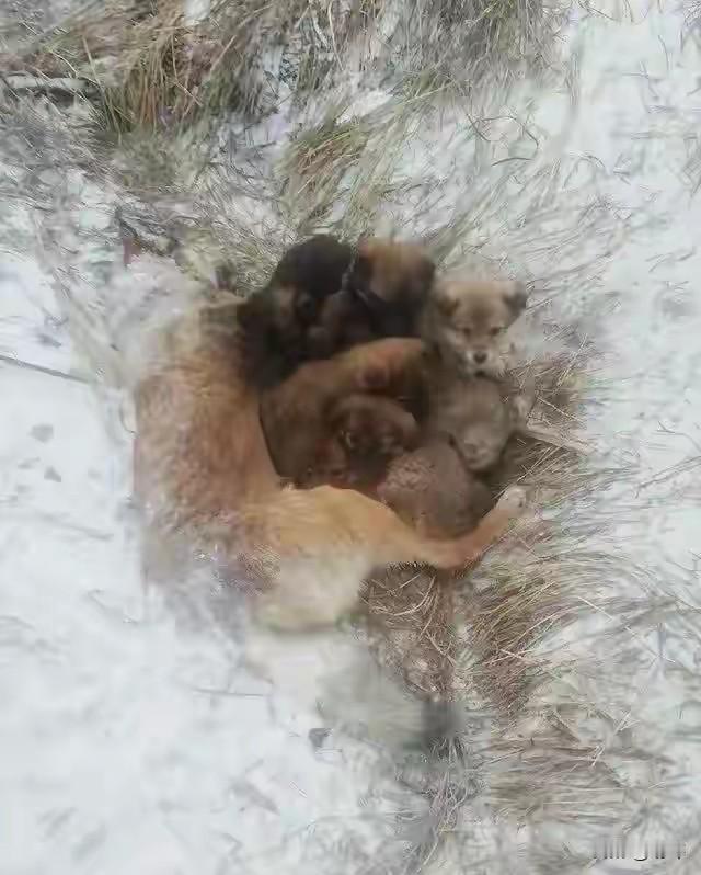 太可怜了吧!一位大叔是名护林员,由于最近大降温,他所在的地区已经大雪纷飞了,这天