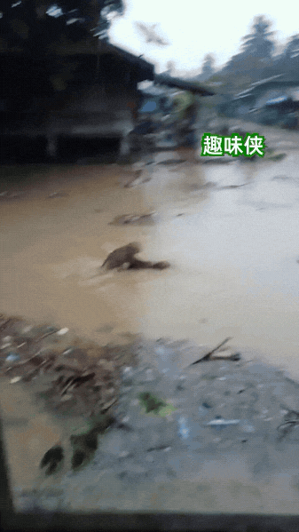 泰国洪水中一只猴子，将快要淹死的狗狗拖到了木头上。动物们真的很有灵性…