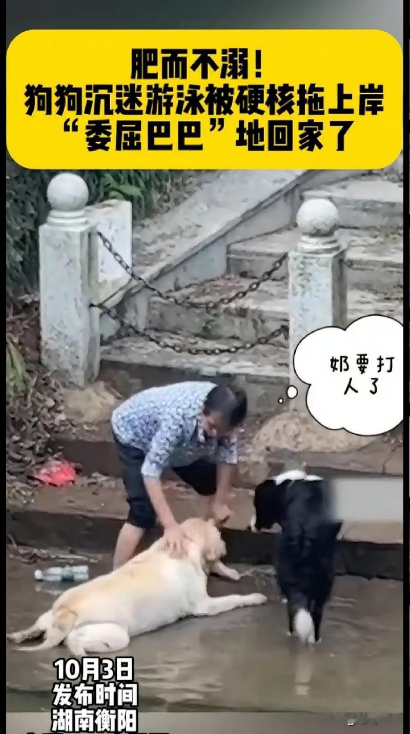 家人们快看这只“游泳狂狗”！湖南衡阳的拉布拉多沉迷游泳不肯走，被主人硬核拖上岸，