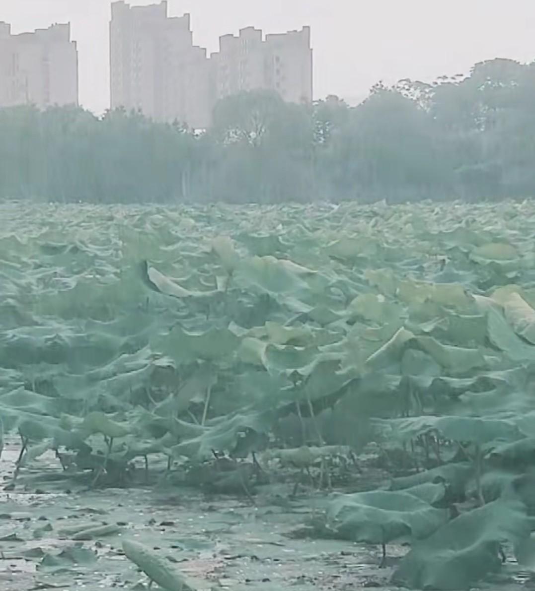 母亲总是热心过头。母亲是个热心肠，她总爱帮助别人，凡事只要她知道一点点，她就会