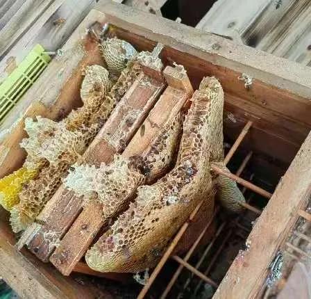 “聪明过头！”湖北一男子，为了提高蜂蜜产量，趁别人不注意，偷了一箱意大利品种的蜜